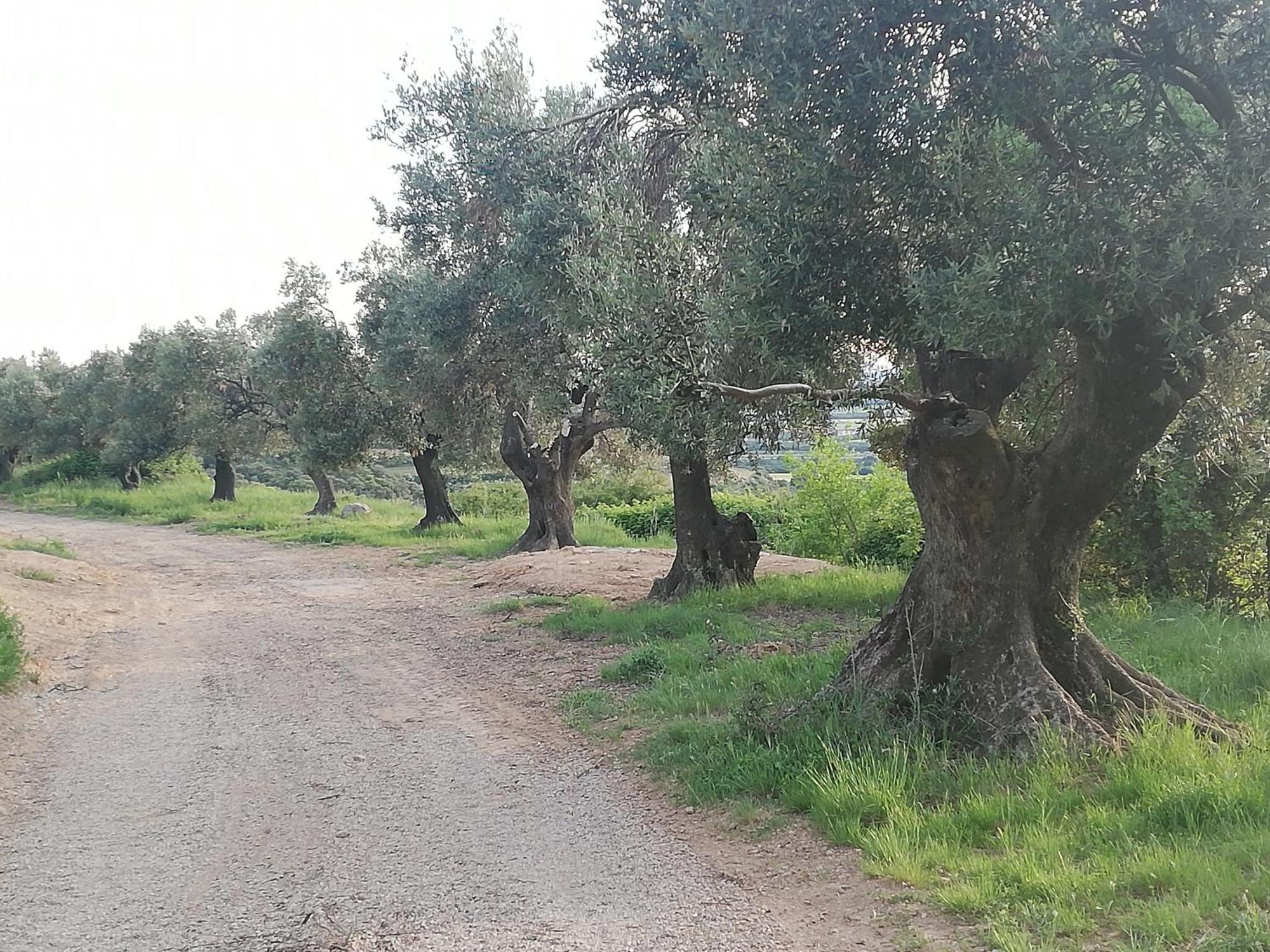 הוילה El Mirador De Sabayés מראה חיצוני תמונה